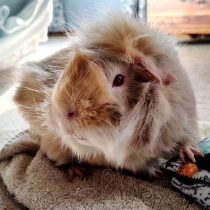 Sky, Adoptable, Adult Male Guinea Pig.