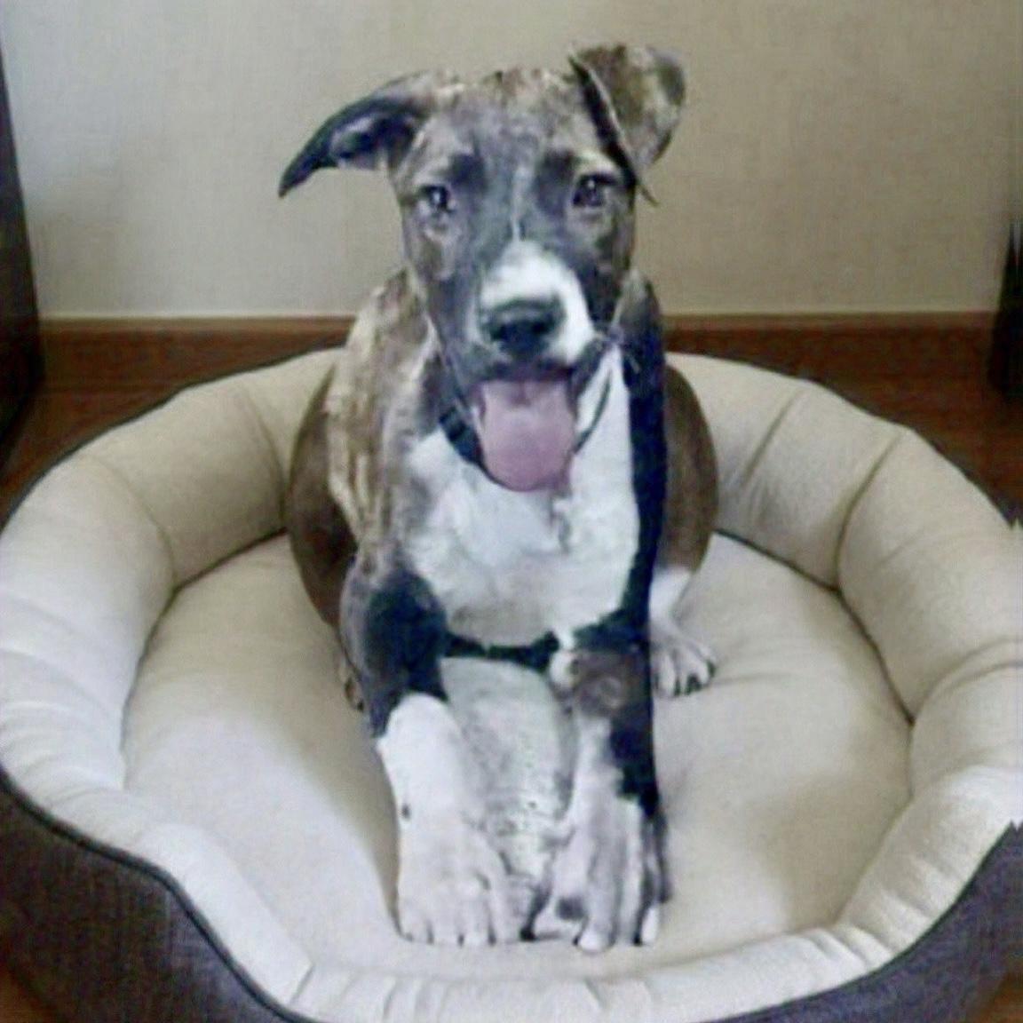 Enlarge Callie, a Adoptable Mixed Breed in Pittstown, NJ image 1/1