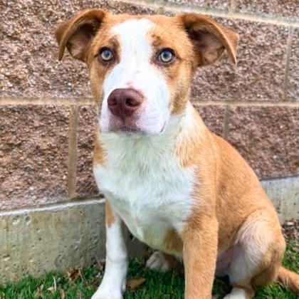 Coco Pebbles, ADOPTABLE, Young Male Australian Shepherd.
