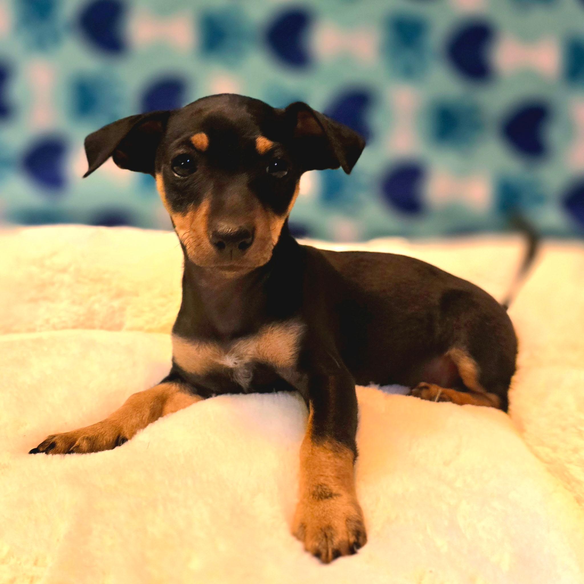 Monica, an adopted mixed breed in Hayward, CA image 2/3