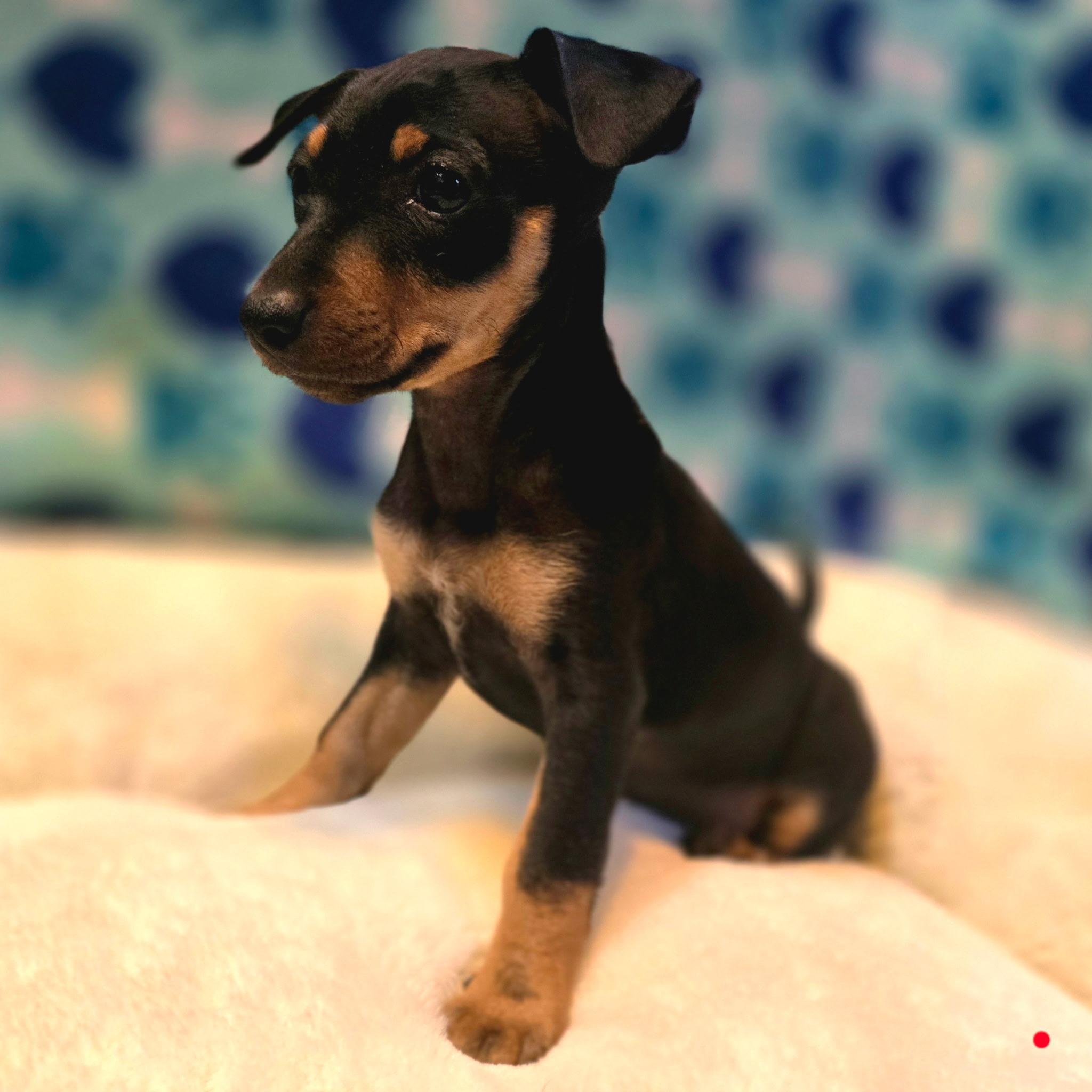 Monica, adopted, Puppy Female Chiweenie & Dachshund.
