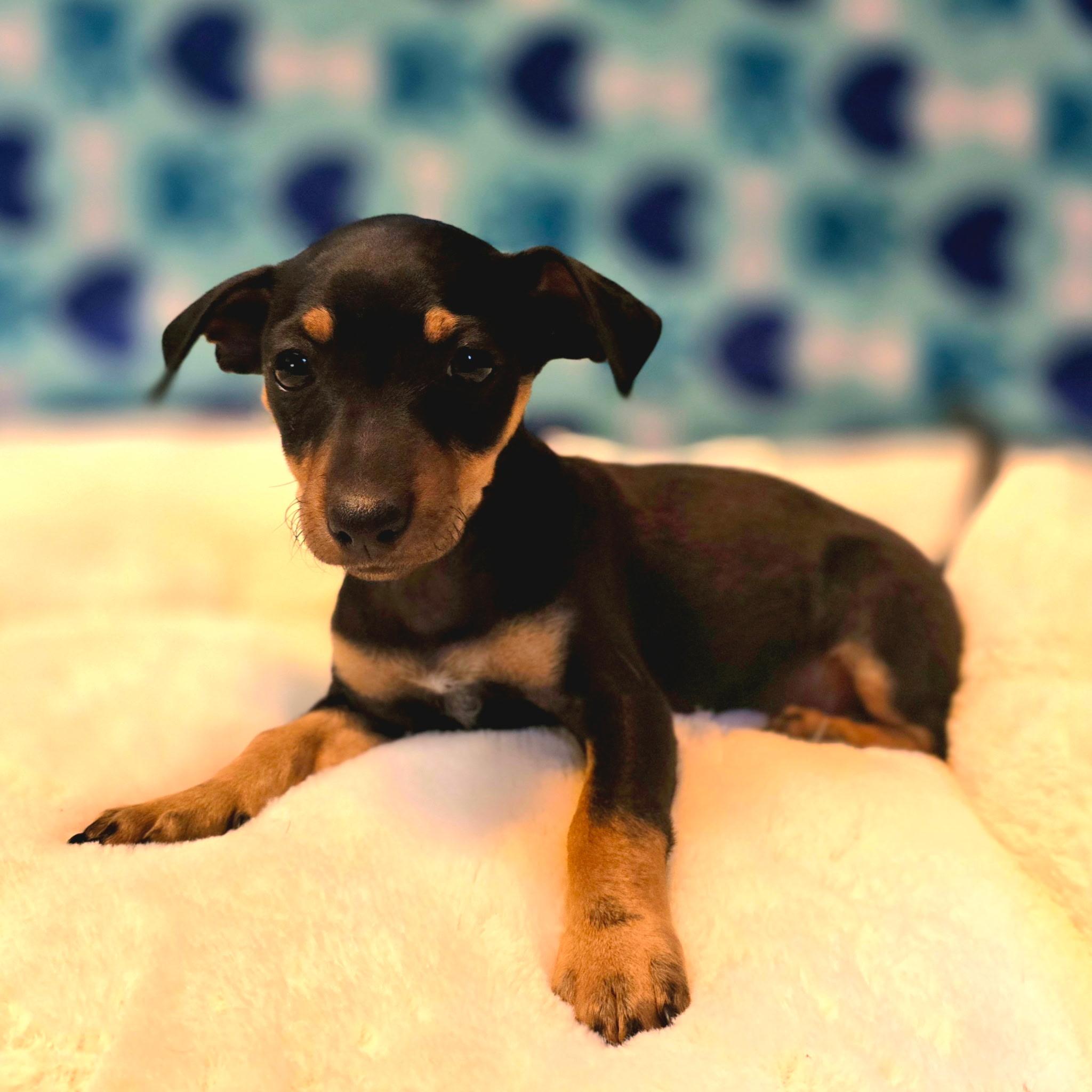 Monica, an adopted mixed breed in Hayward, CA image 3/3