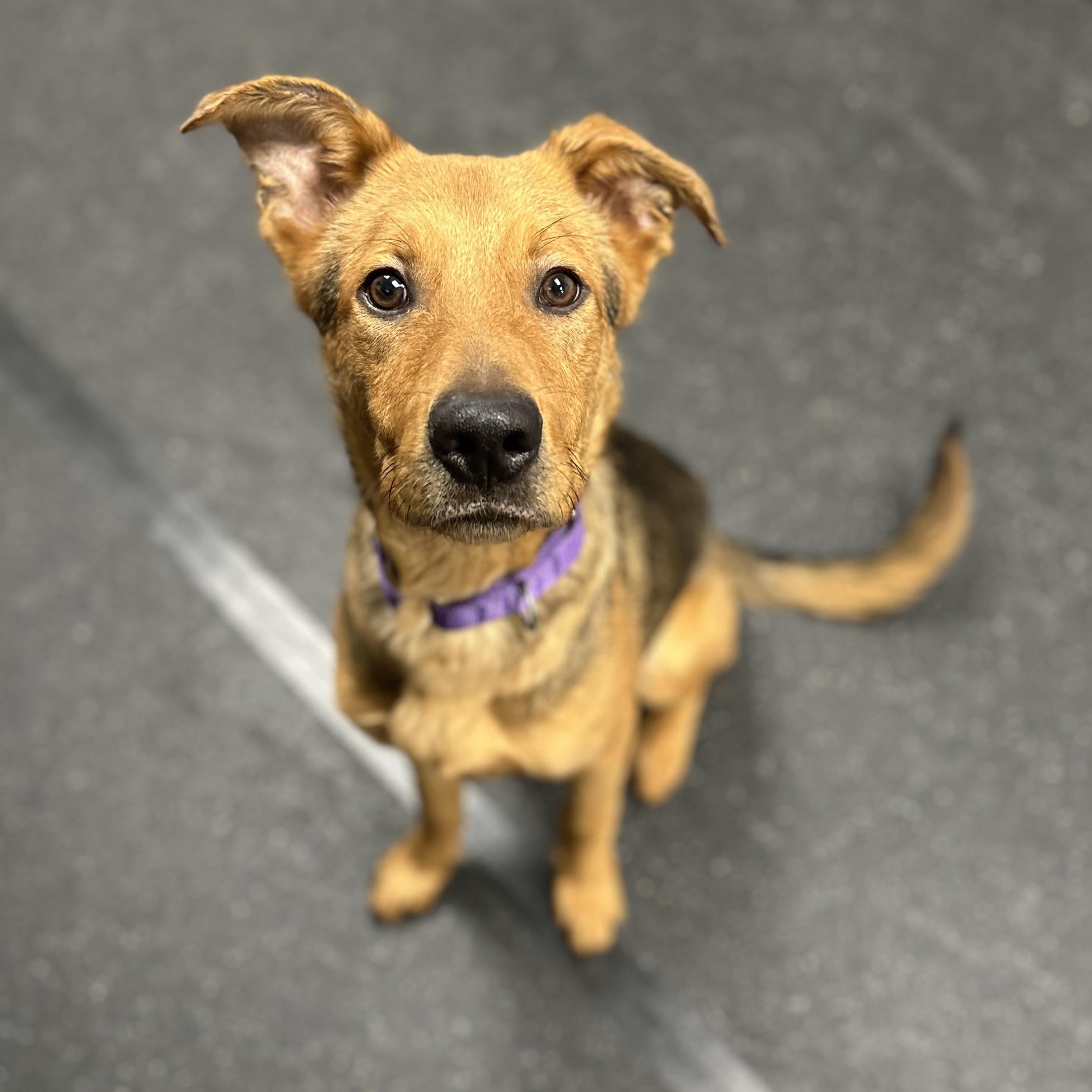 Enlarge Tigger, an adopted mixed breed in Youngstown, OH image 2/3