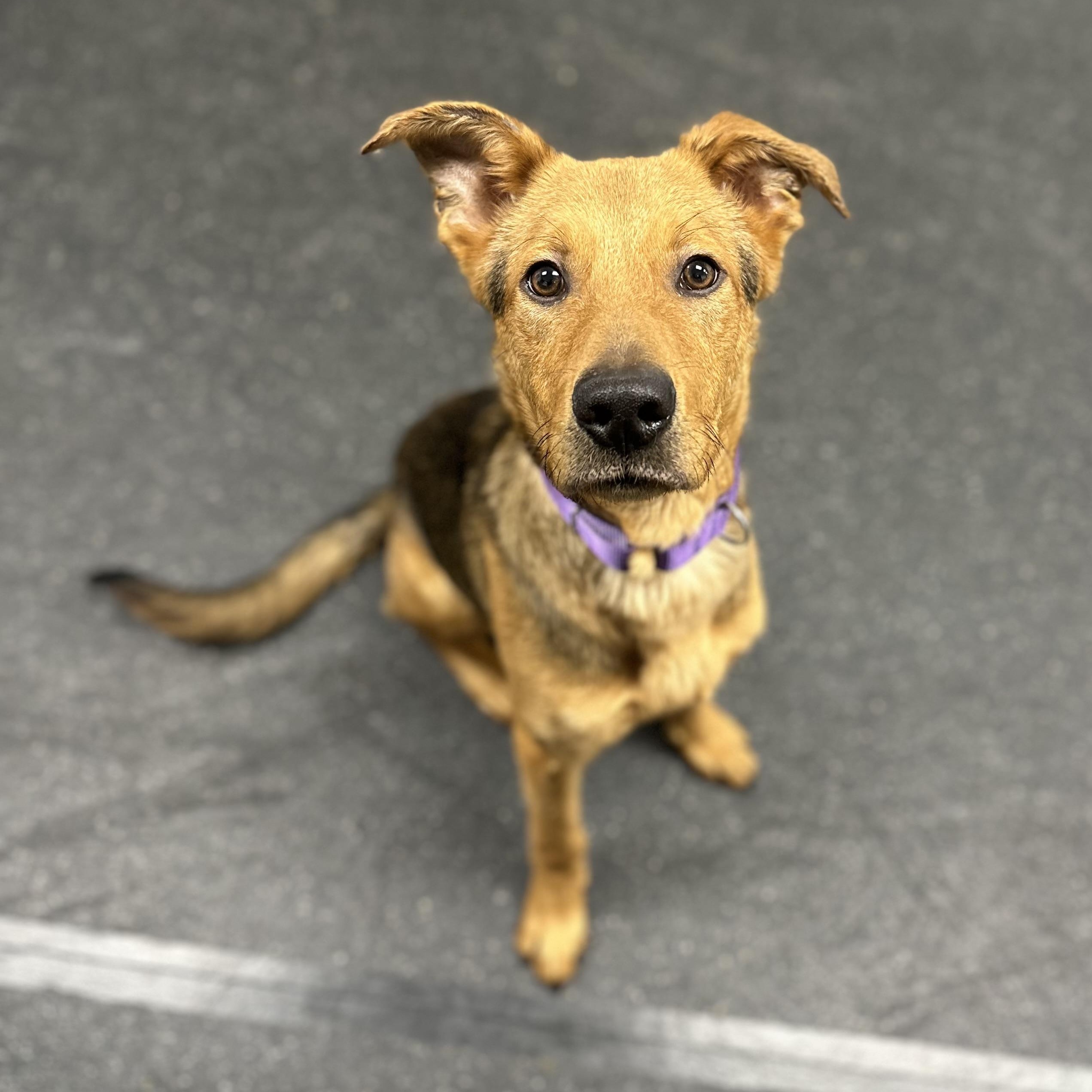 Enlarge Tigger, an adopted mixed breed in Youngstown, OH image 1/3