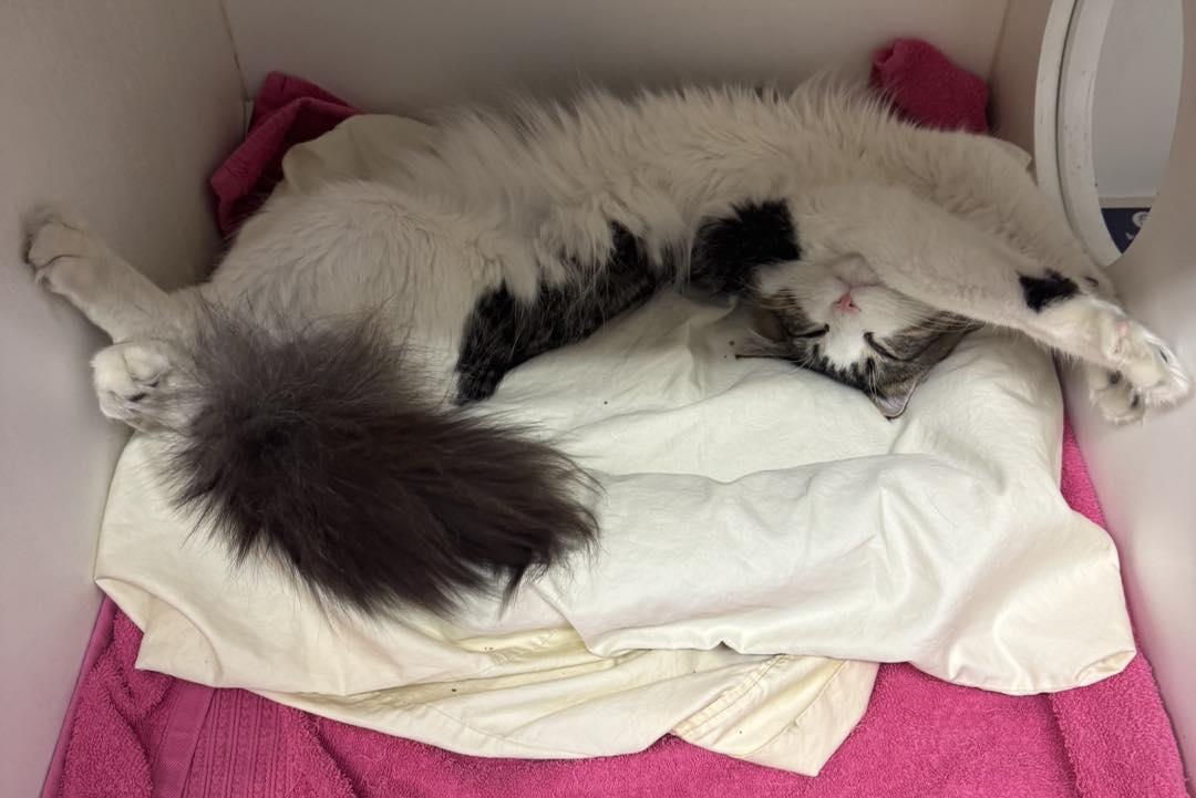 Enlarge Furrnando, a ADOPTABLE Domestic Medium Hair in Bloomfield, NJ image 5/6