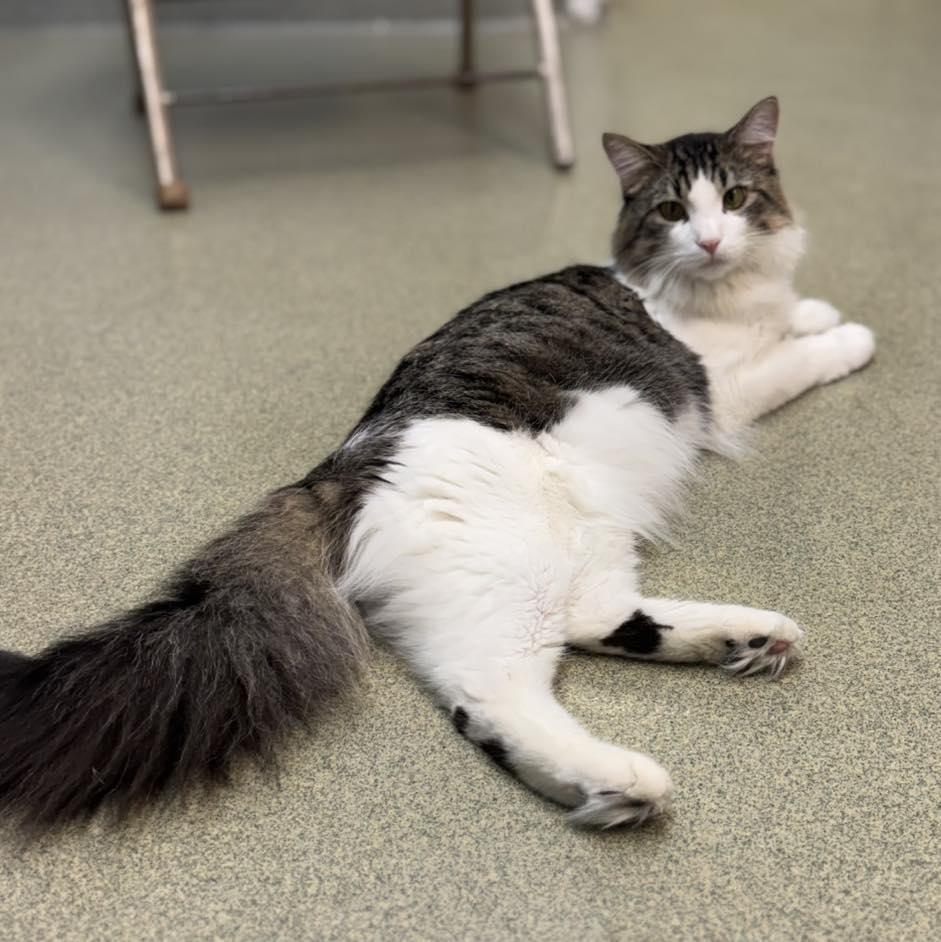 Enlarge Furrnando, a ADOPTABLE Domestic Medium Hair in Bloomfield, NJ image 1/6