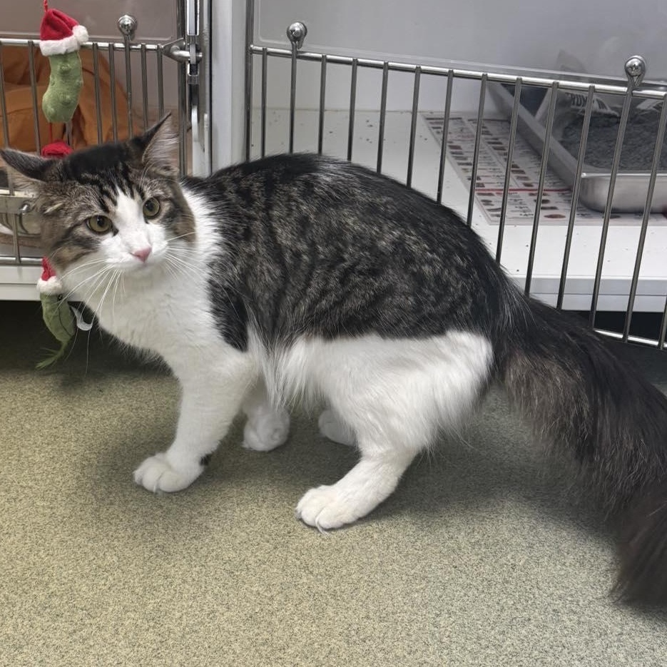 Enlarge Furrnando, a ADOPTABLE Domestic Medium Hair in Bloomfield, NJ image 2/6