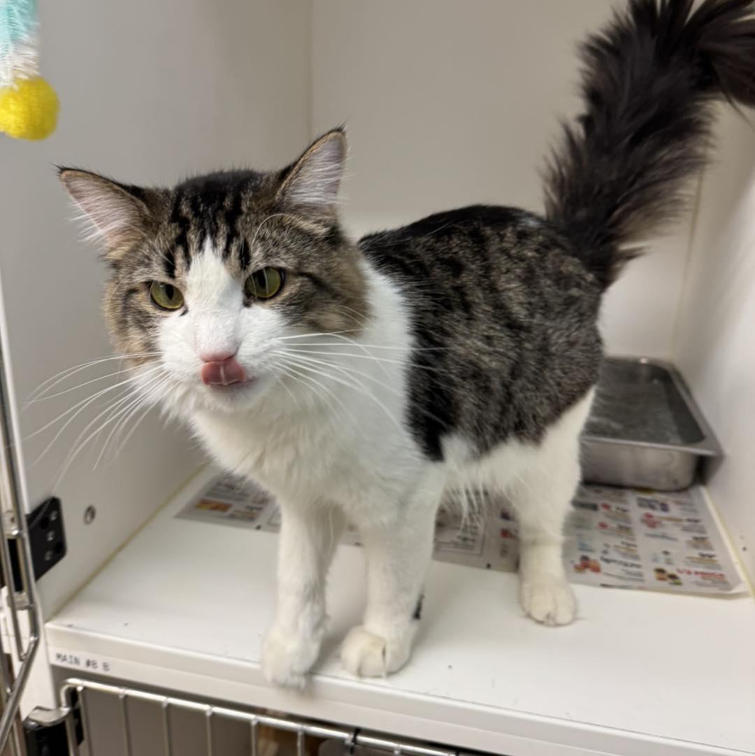 Enlarge Furrnando, a ADOPTABLE Domestic Medium Hair in Bloomfield, NJ image 2/6