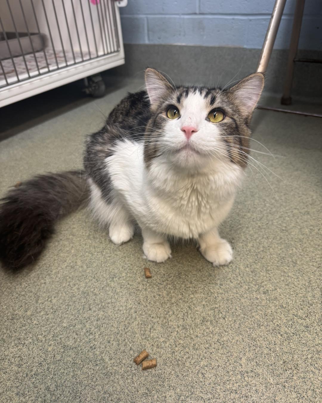 Enlarge Furrnando, a ADOPTABLE Domestic Medium Hair in Bloomfield, NJ image 4/6