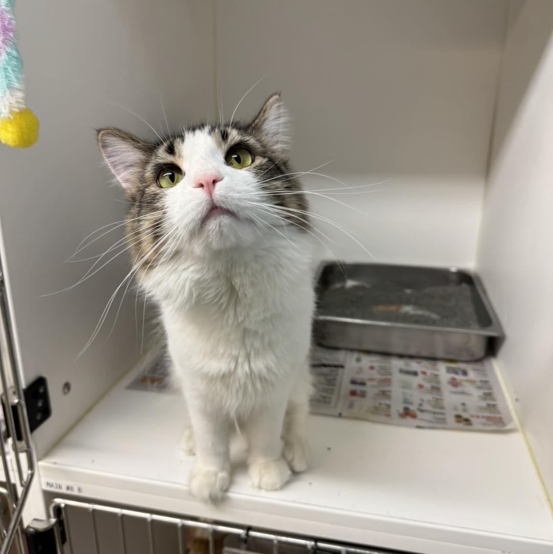 Enlarge Furrnando, a ADOPTABLE Domestic Medium Hair in Bloomfield, NJ image 6/6