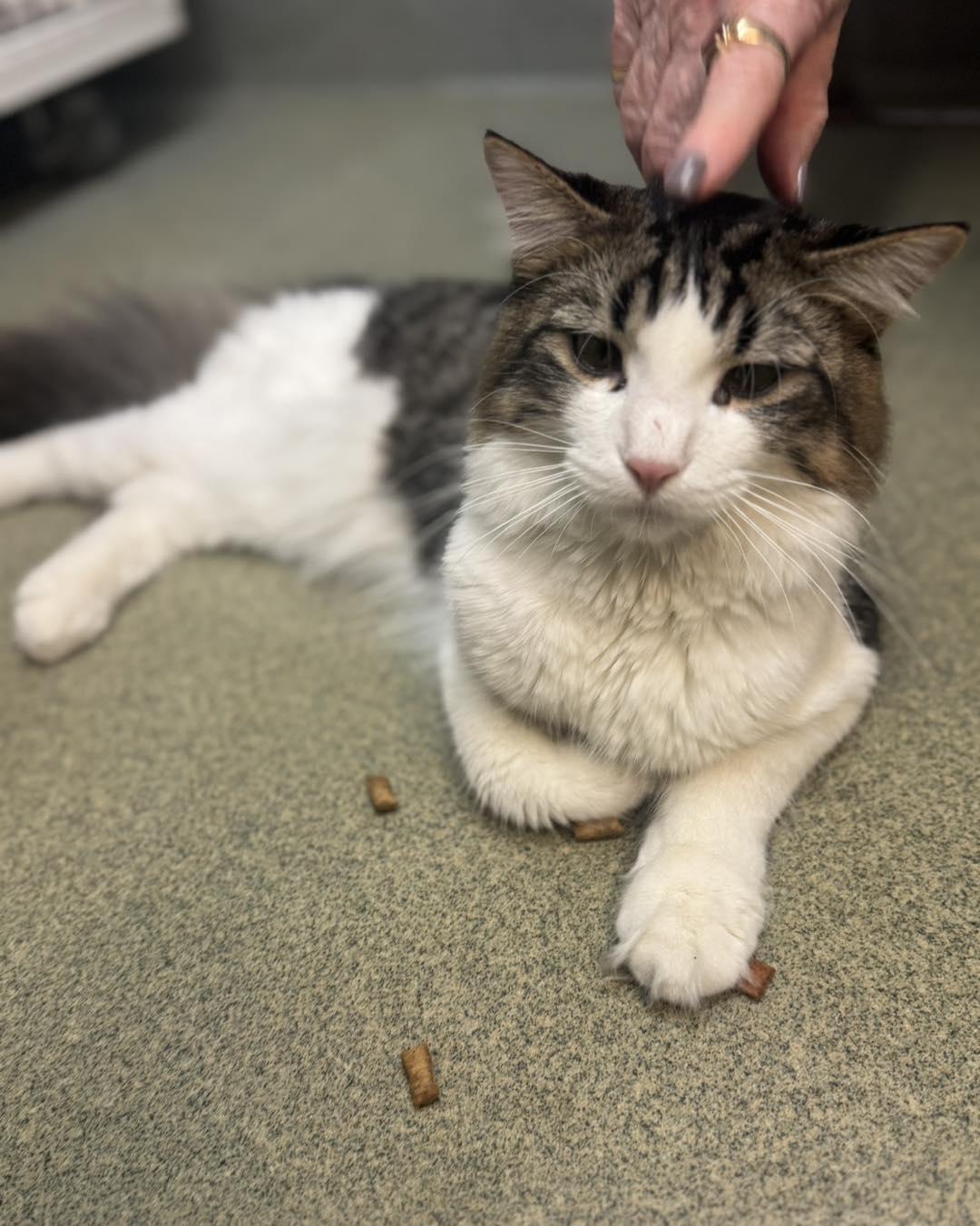 Enlarge Furrnando, a ADOPTABLE Domestic Medium Hair in Bloomfield, NJ image 1/6