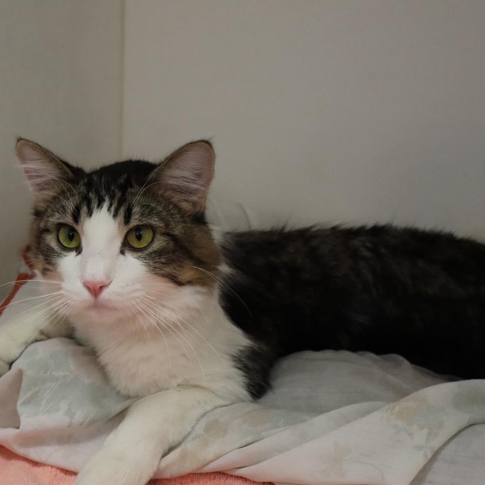 Enlarge Furrnando, a ADOPTABLE Domestic Medium Hair in Bloomfield, NJ image 3/6