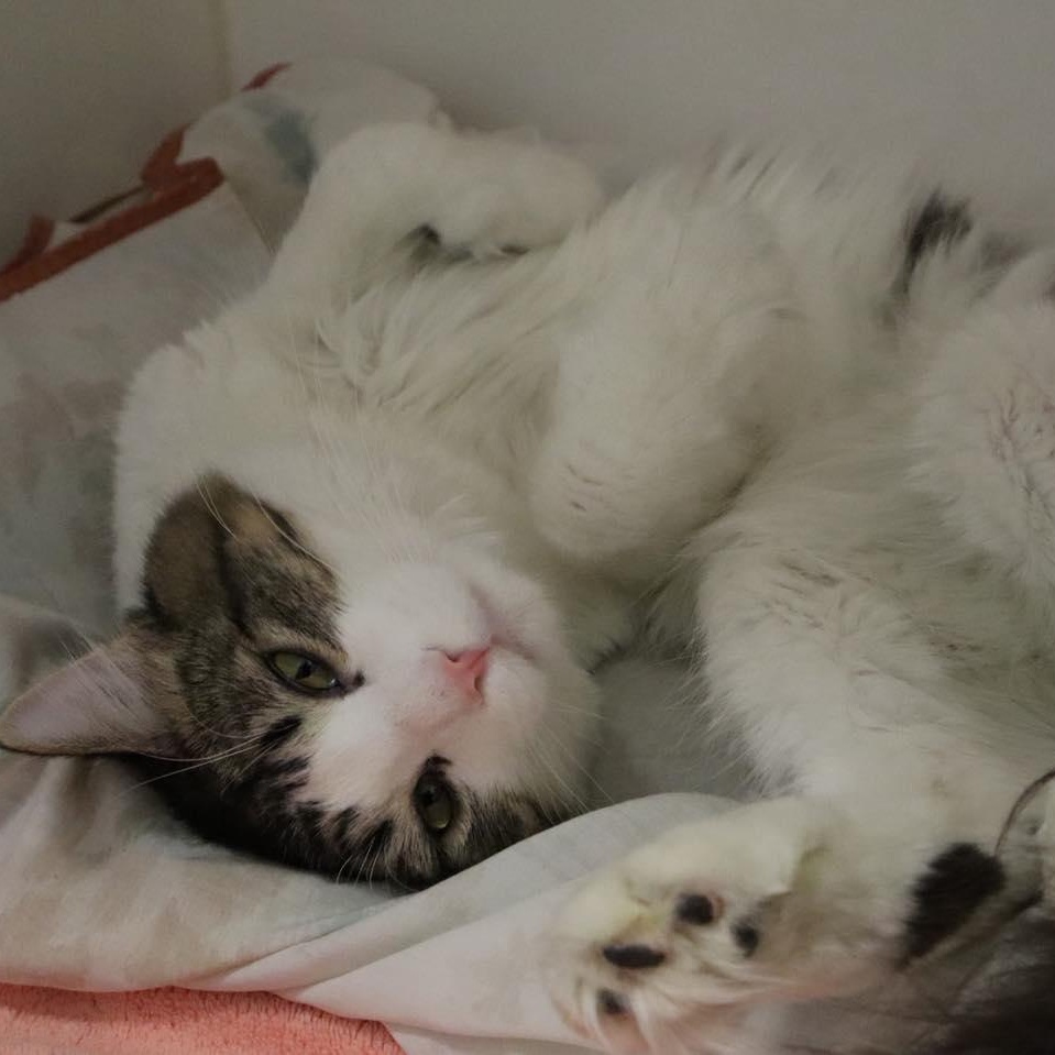 Enlarge Furrnando, a ADOPTABLE Domestic Medium Hair in Bloomfield, NJ image 6/6