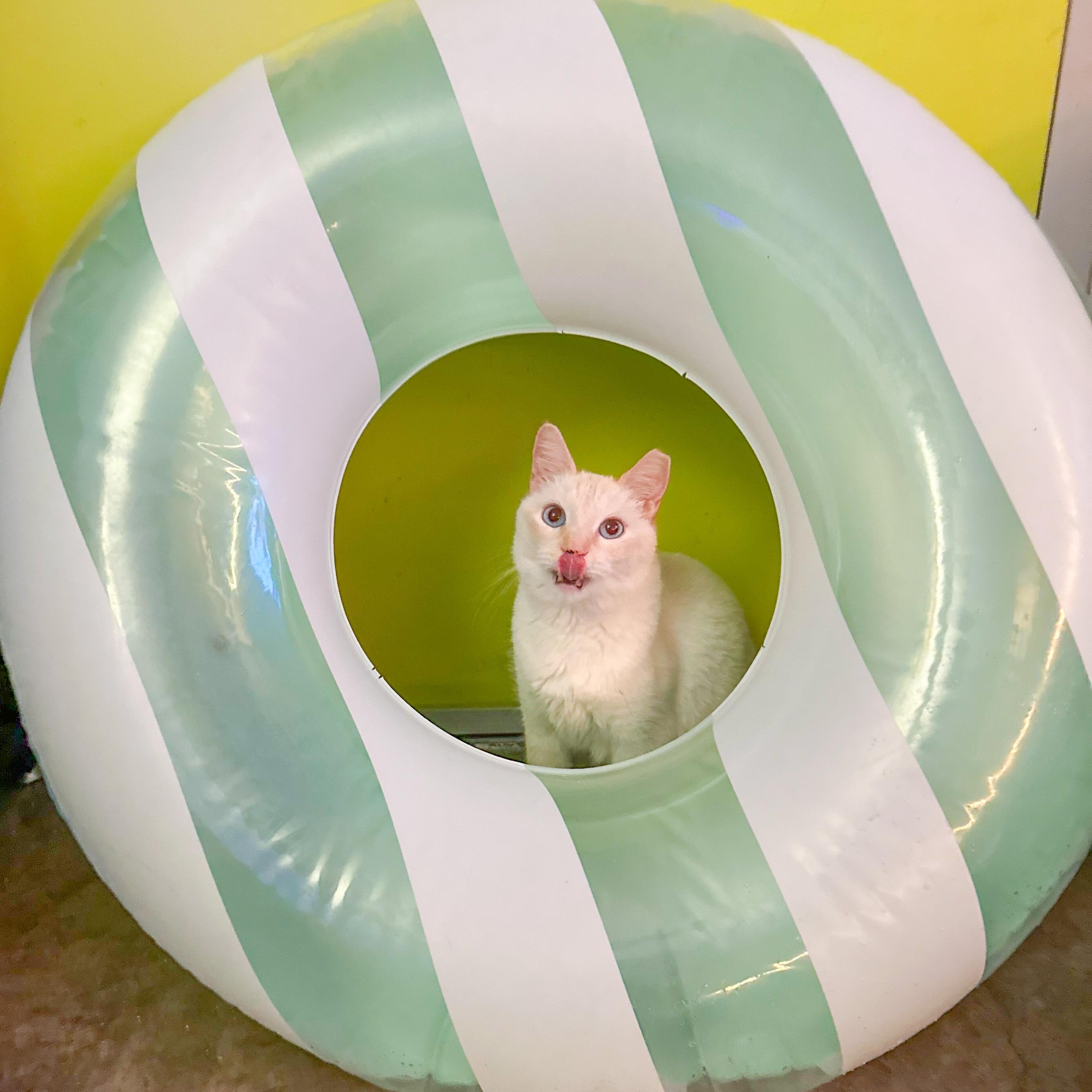 Jeffrey, a Adoptable Siamese in Sherman Oaks, CA image 1/6