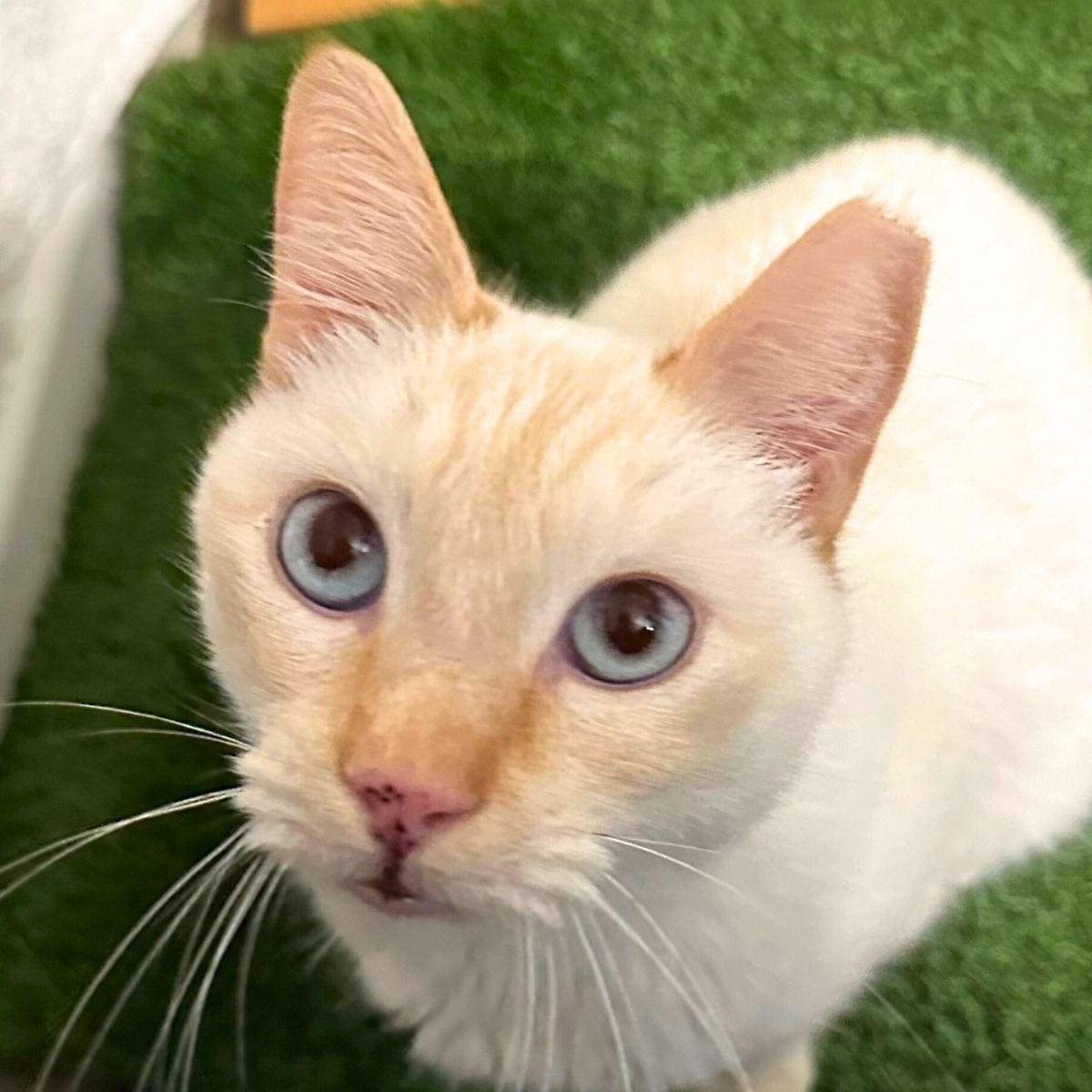 Jeffrey, Adoptable, Adult Male Siamese.