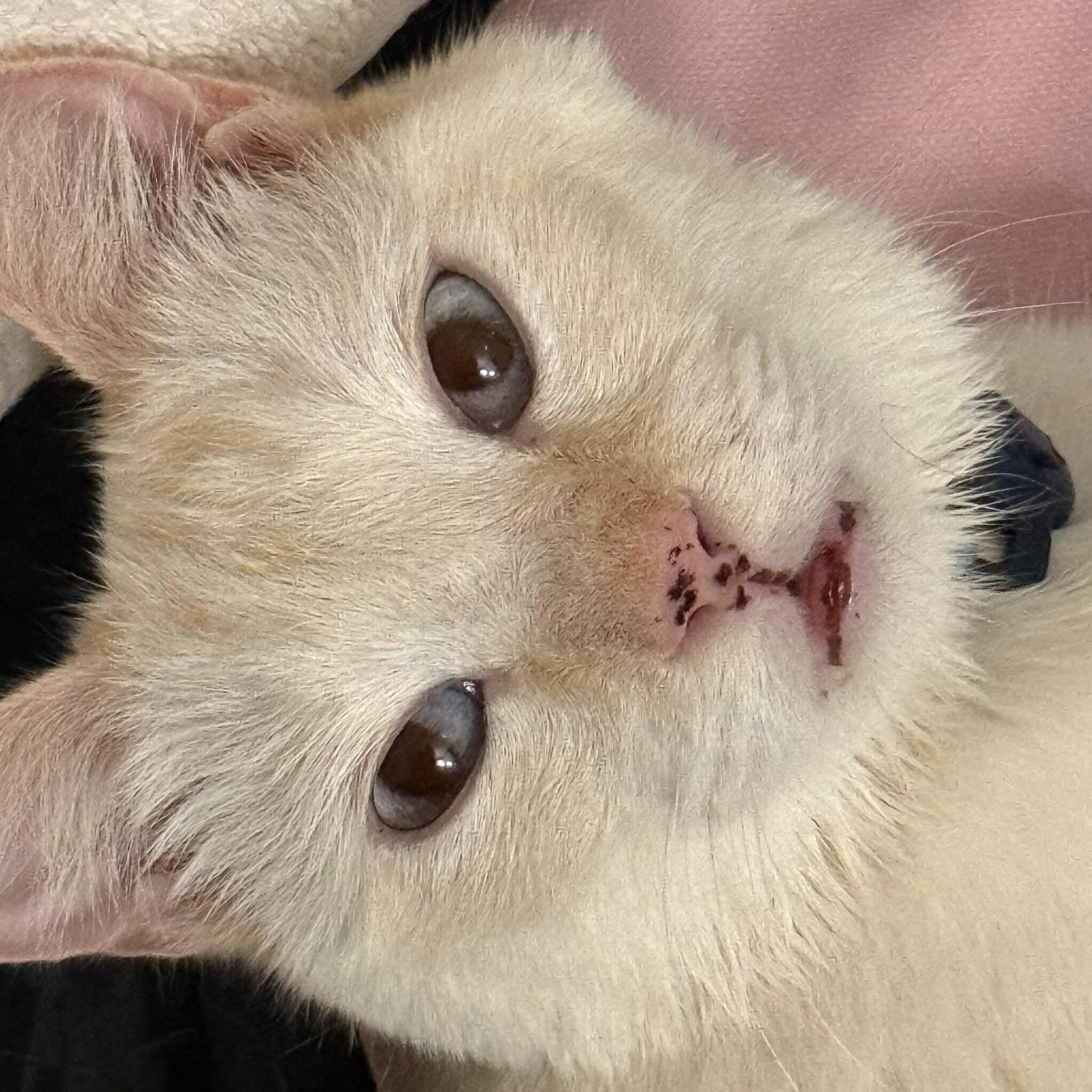 Jeffrey, a Adoptable Siamese in Sherman Oaks, CA image 4/6