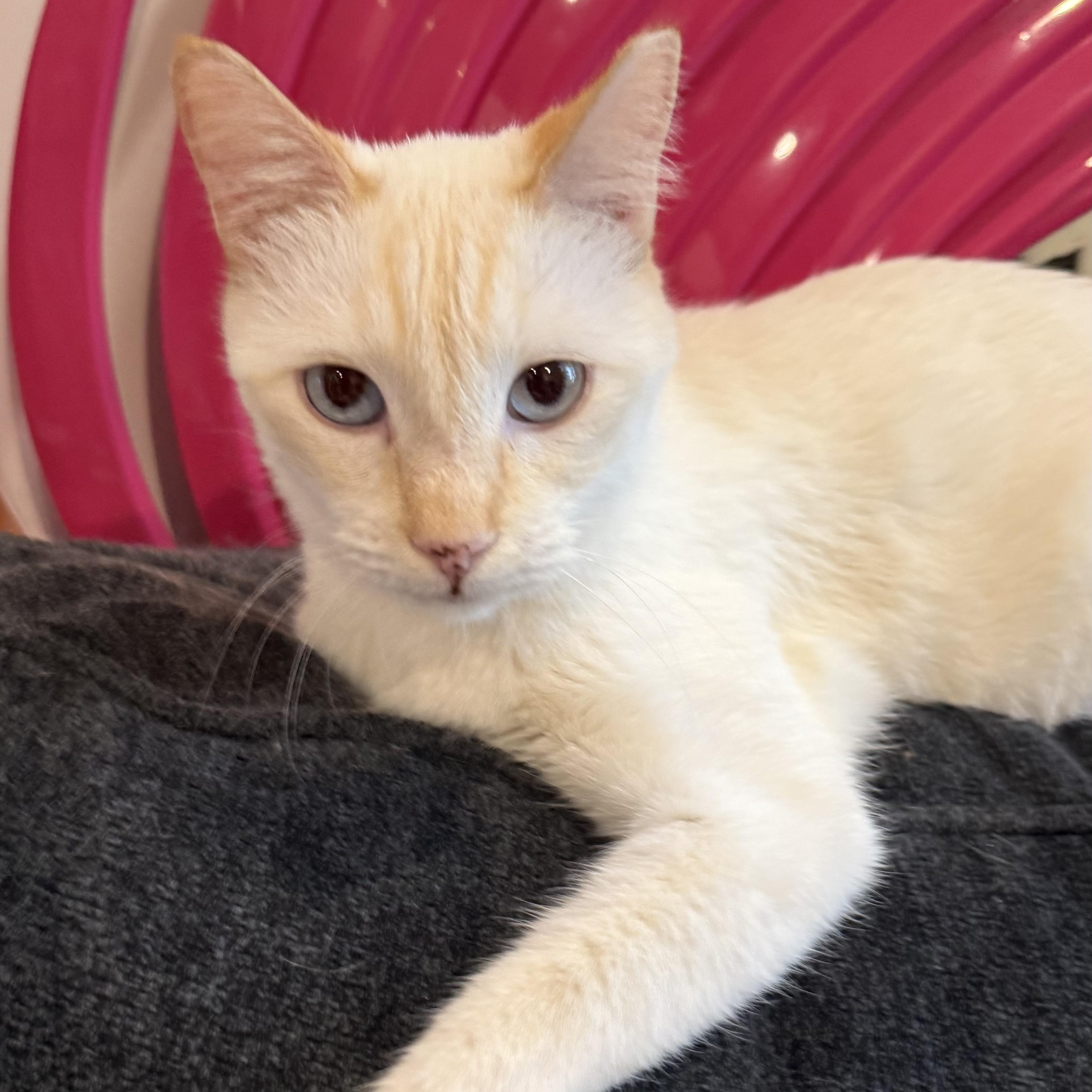 Jeffrey, a Adoptable Siamese in Sherman Oaks, CA image 6/6