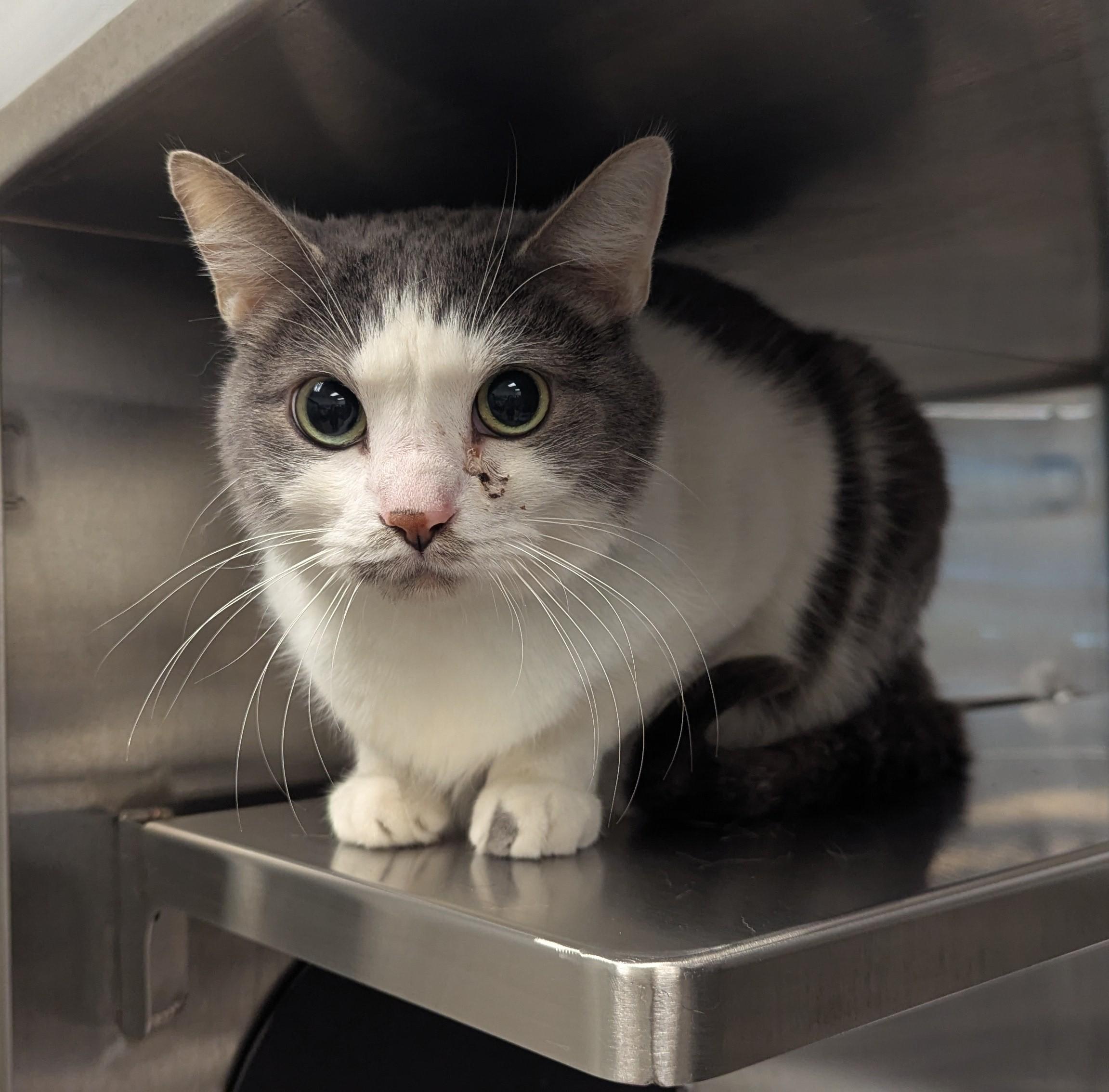 Pounce* A147053, a ADOPTABLE Domestic Short Hair in Plano, TX image 2/3