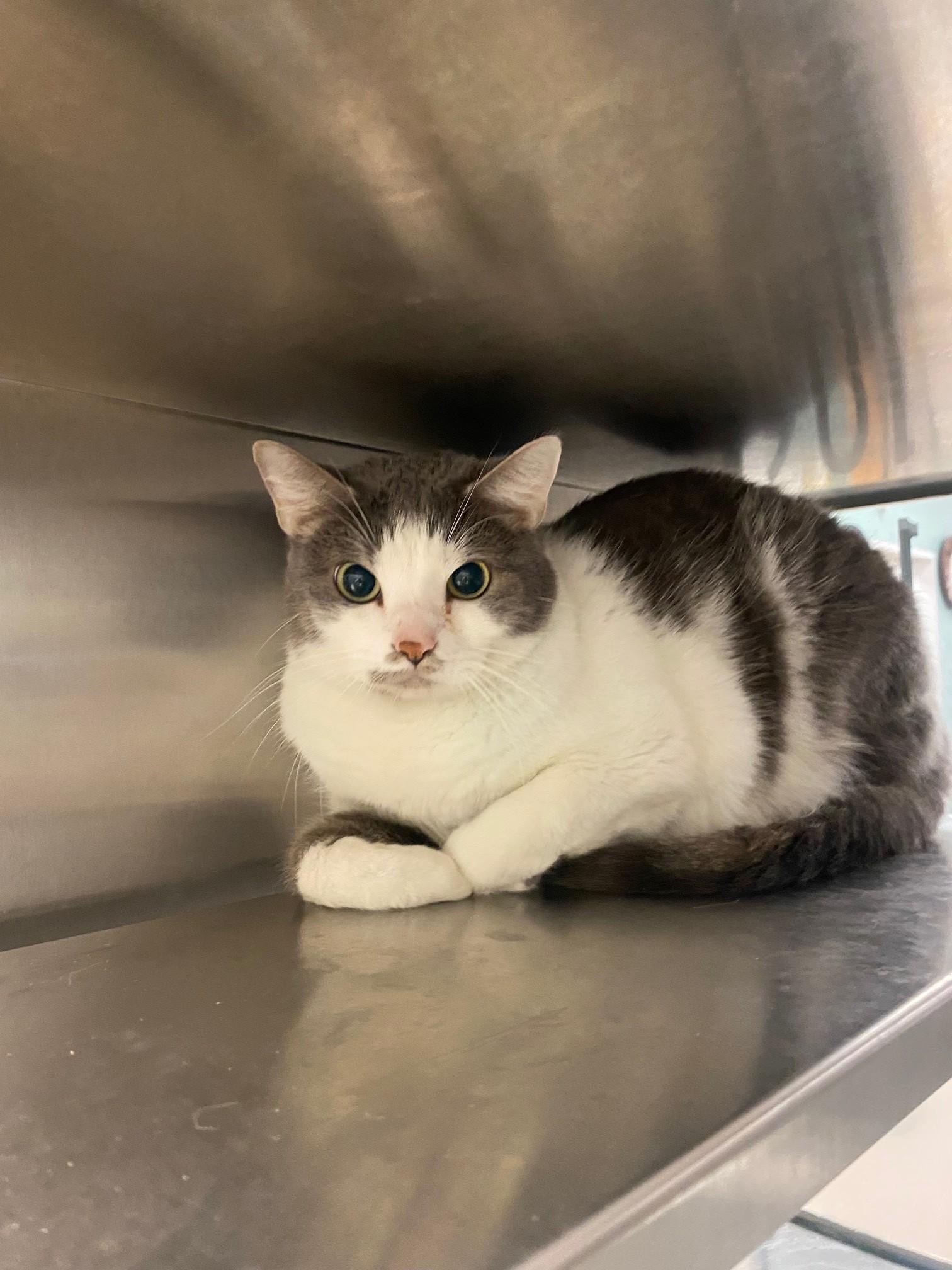 Pounce* A147053, a ADOPTABLE Domestic Short Hair in Plano, TX image 1/3