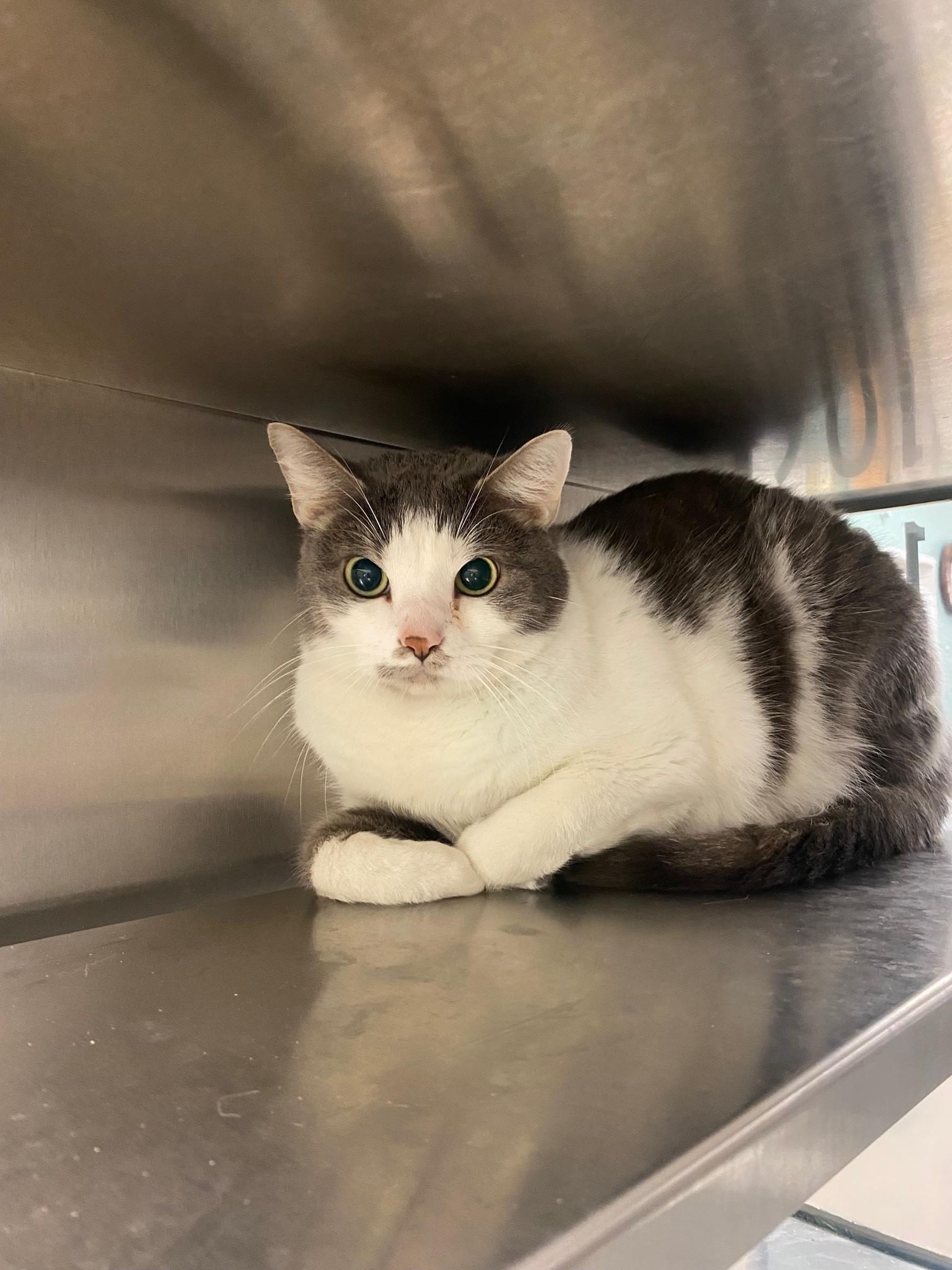 Pounce* A147053, a ADOPTABLE Domestic Short Hair in Plano, TX image 3/3