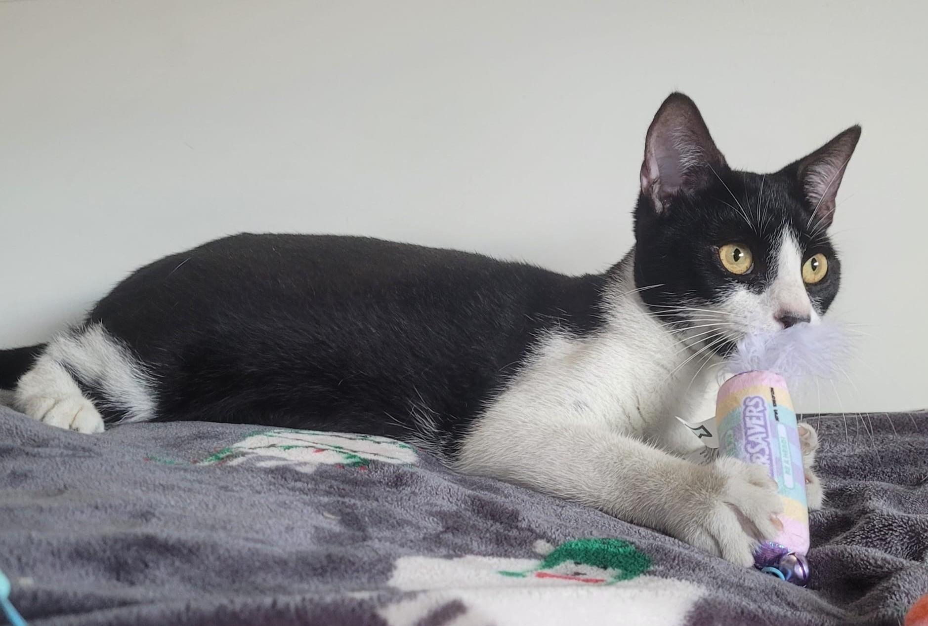 WINTER, a Adoptable American Shorthair in Somerville, MA image 4/4