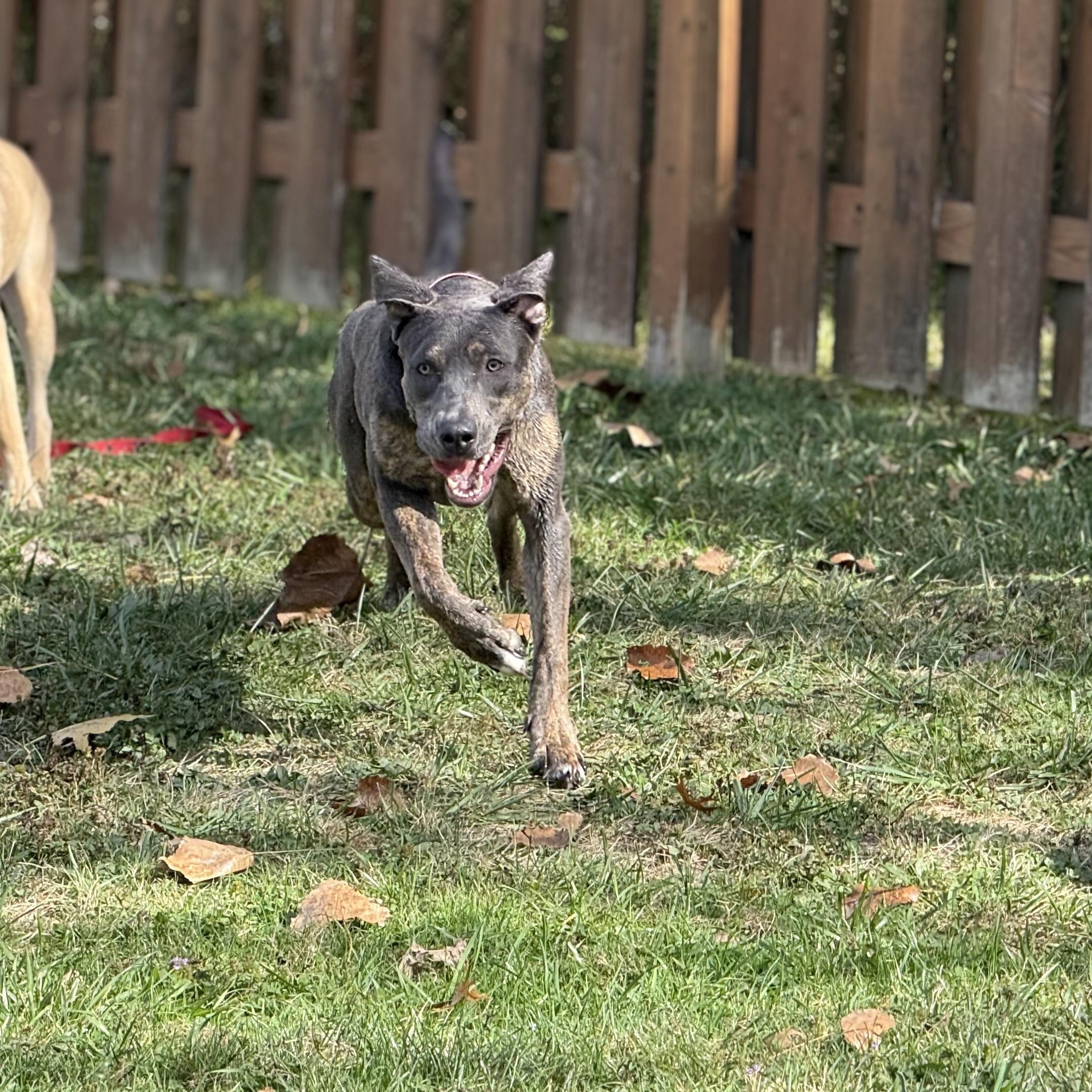 Enlarge Piper, a Adoptable mixed breed in Cleveland, OH image 3/6