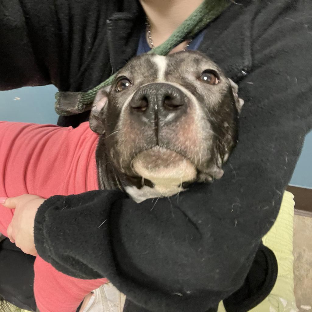 Enlarge Sophia, a Adoptable Pit Bull Terrier in Philadelphia, PA image 1/6