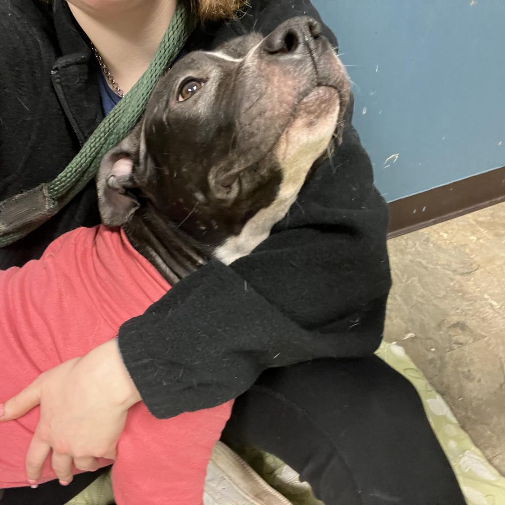 Enlarge Sophia, a Adoptable Pit Bull Terrier in Philadelphia, PA image 2/6