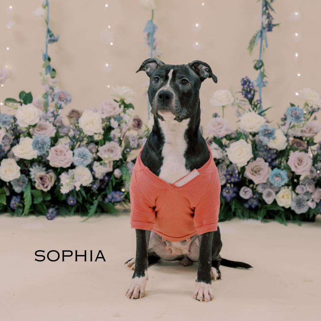 Enlarge Sophia, a Adoptable Pit Bull Terrier in Philadelphia, PA image 3/6