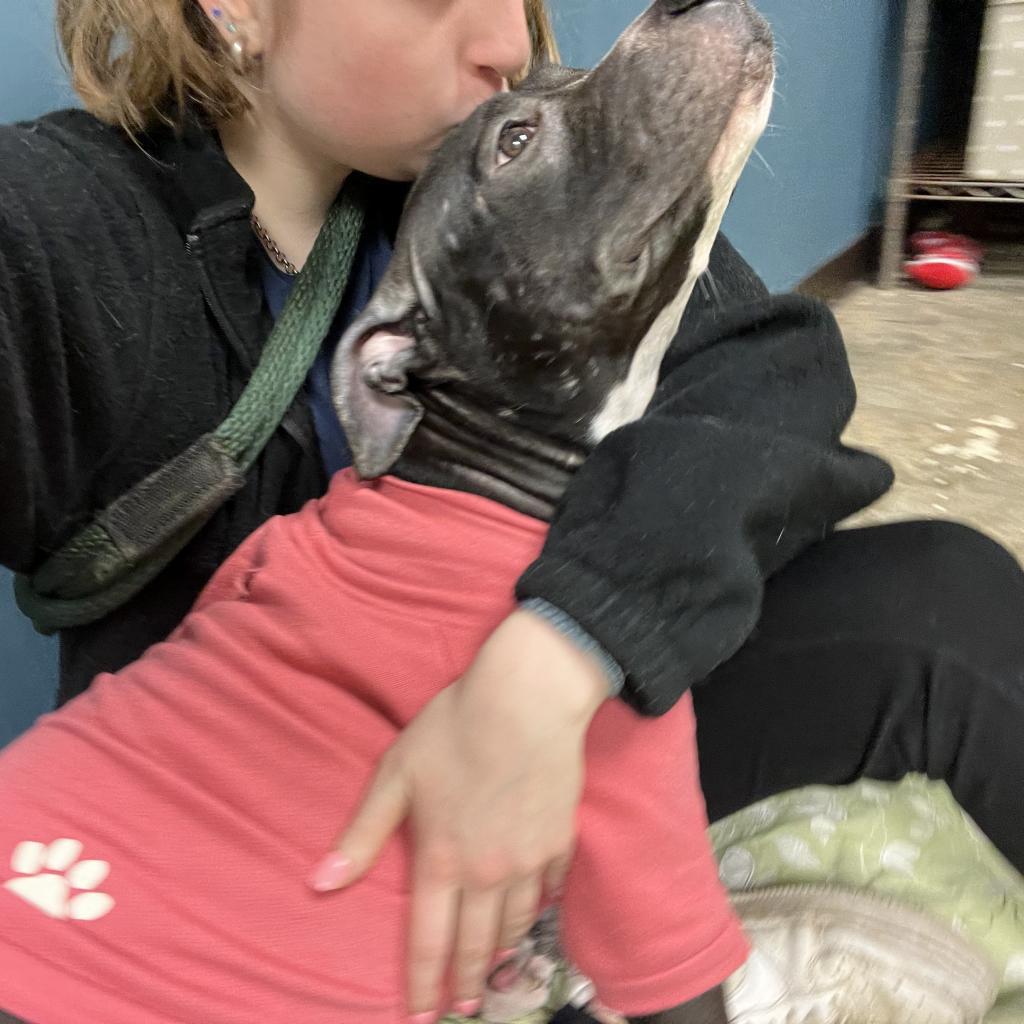 Enlarge Sophia, a Adoptable Pit Bull Terrier in Philadelphia, PA image 4/6