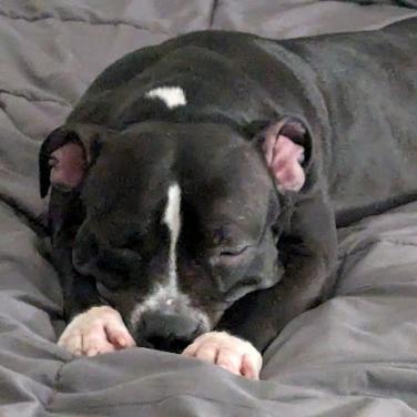 Enlarge Sophia, a Adoptable Pit Bull Terrier in Philadelphia, PA image 5/6