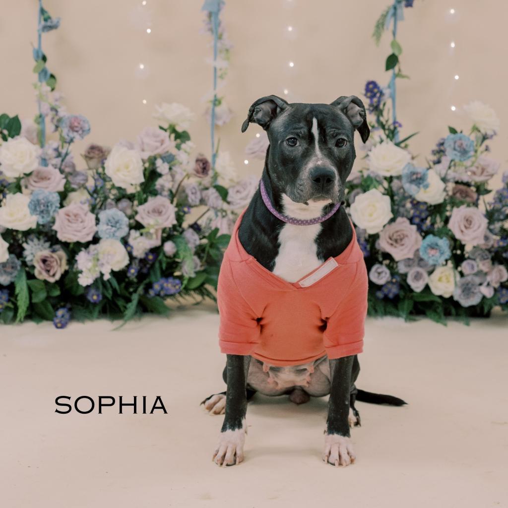 Enlarge Sophia, a Adoptable Pit Bull Terrier in Philadelphia, PA image 6/6