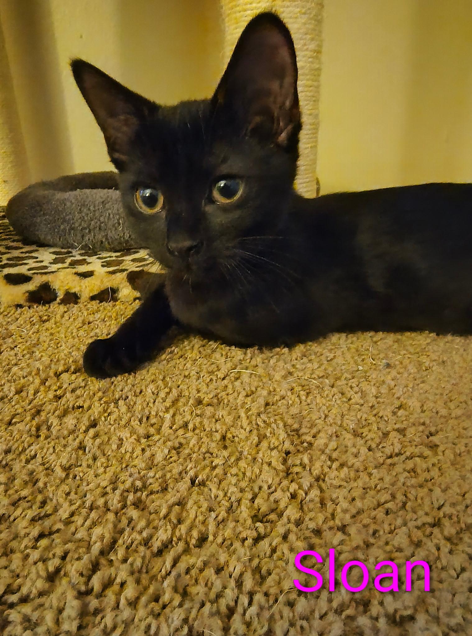 Sloane, adopted, Kitten Female Domestic Short Hair.