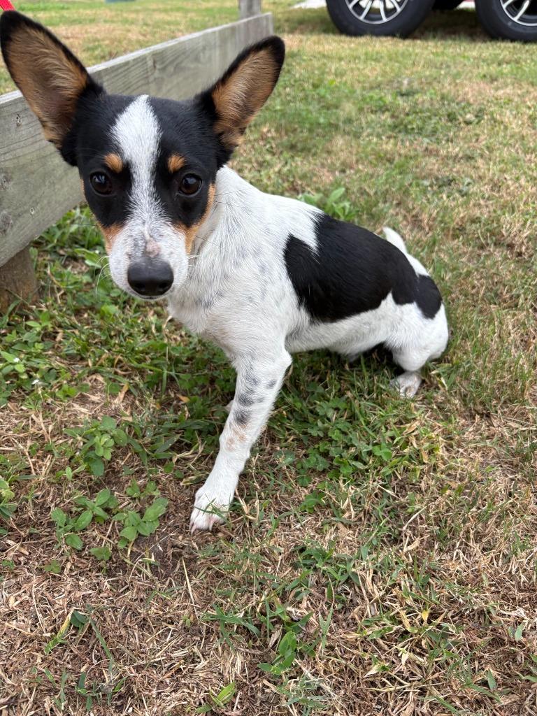 Dancer, Adoptable, Young Male Chihuahua.