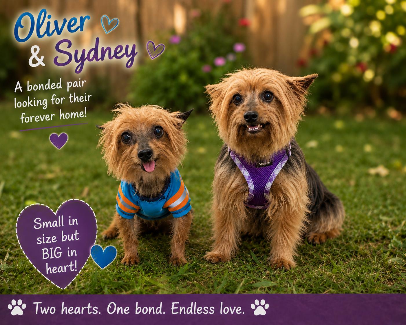 Oliver & Sydney, ADOPTABLE, Senior Female Yorkshire Terrier.