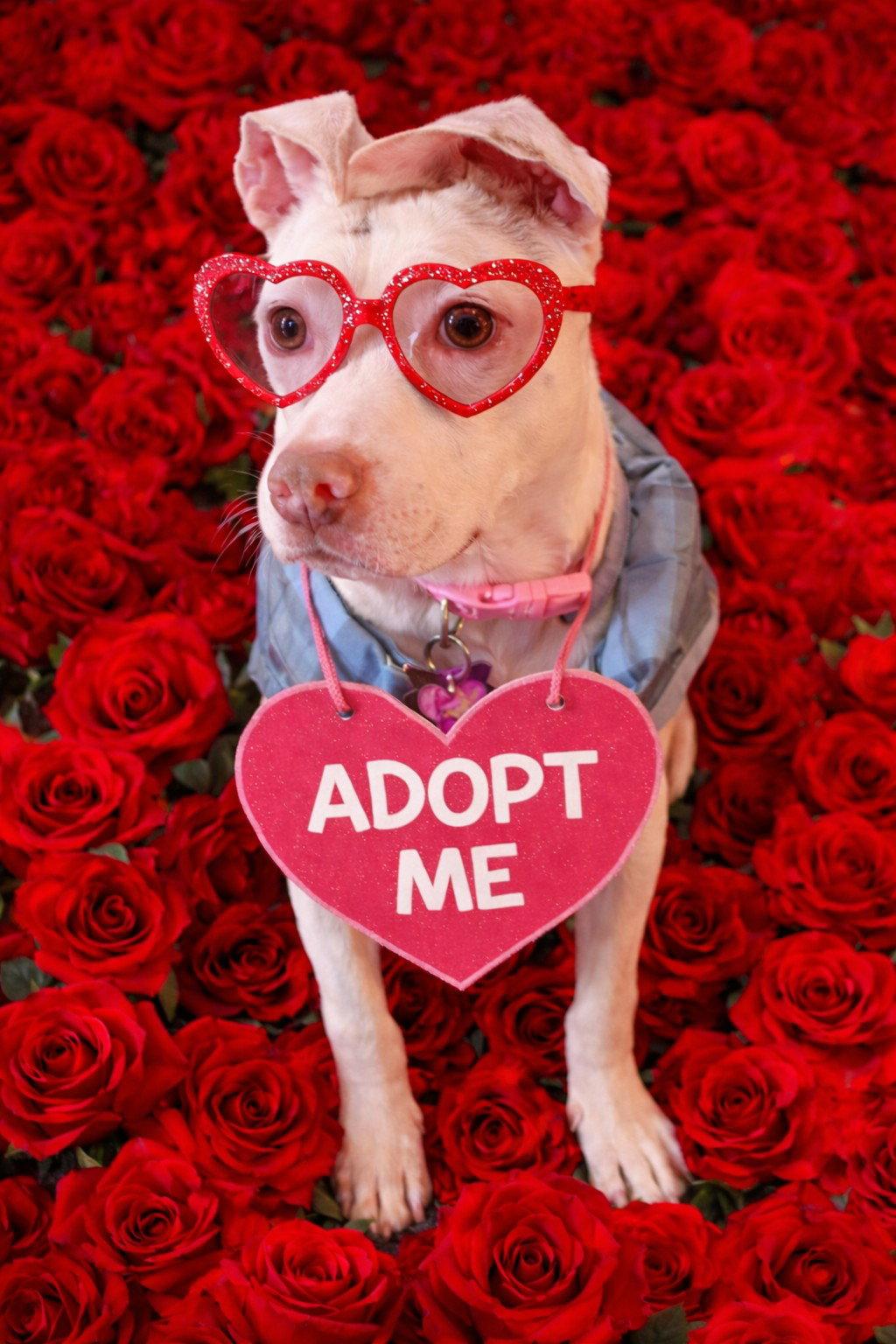 Enlarge Paige, a Adopted Terrier in St. Louis, MO image 1/3