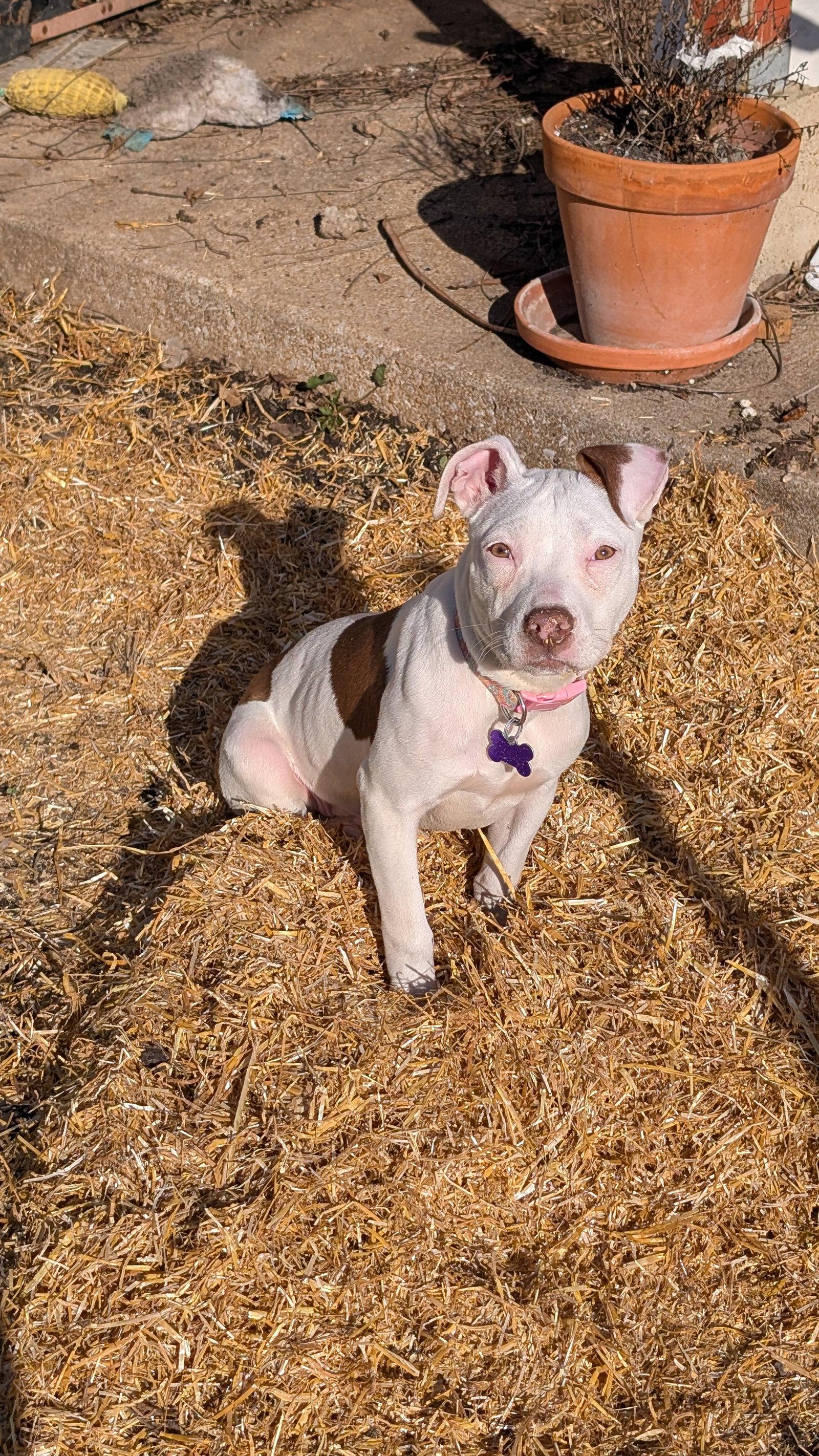 Enlarge Paige, a Adopted Terrier in St. Louis, MO image 2/3
