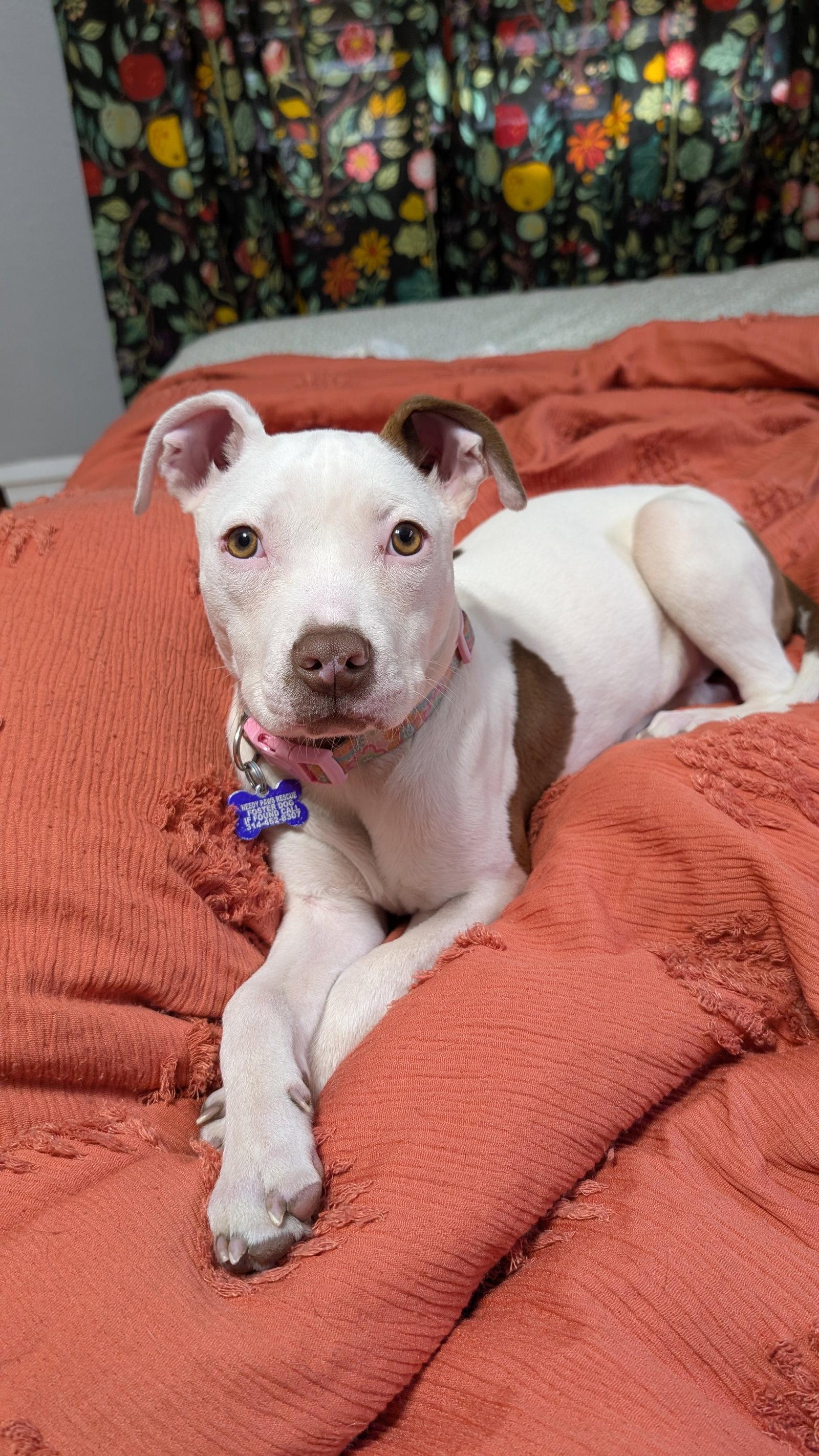 Enlarge Paige, a Adopted Terrier in St. Louis, MO image 3/3