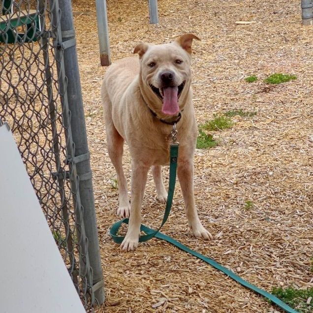 Enlarge Barney, a Adoptable mixed breed in Middletown, NY image 1/6
