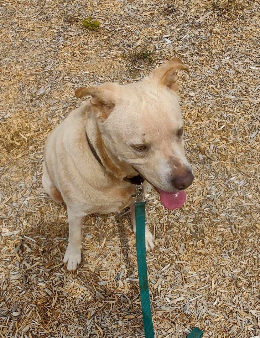 Enlarge Barney, a Adoptable mixed breed in Middletown, NY image 2/6