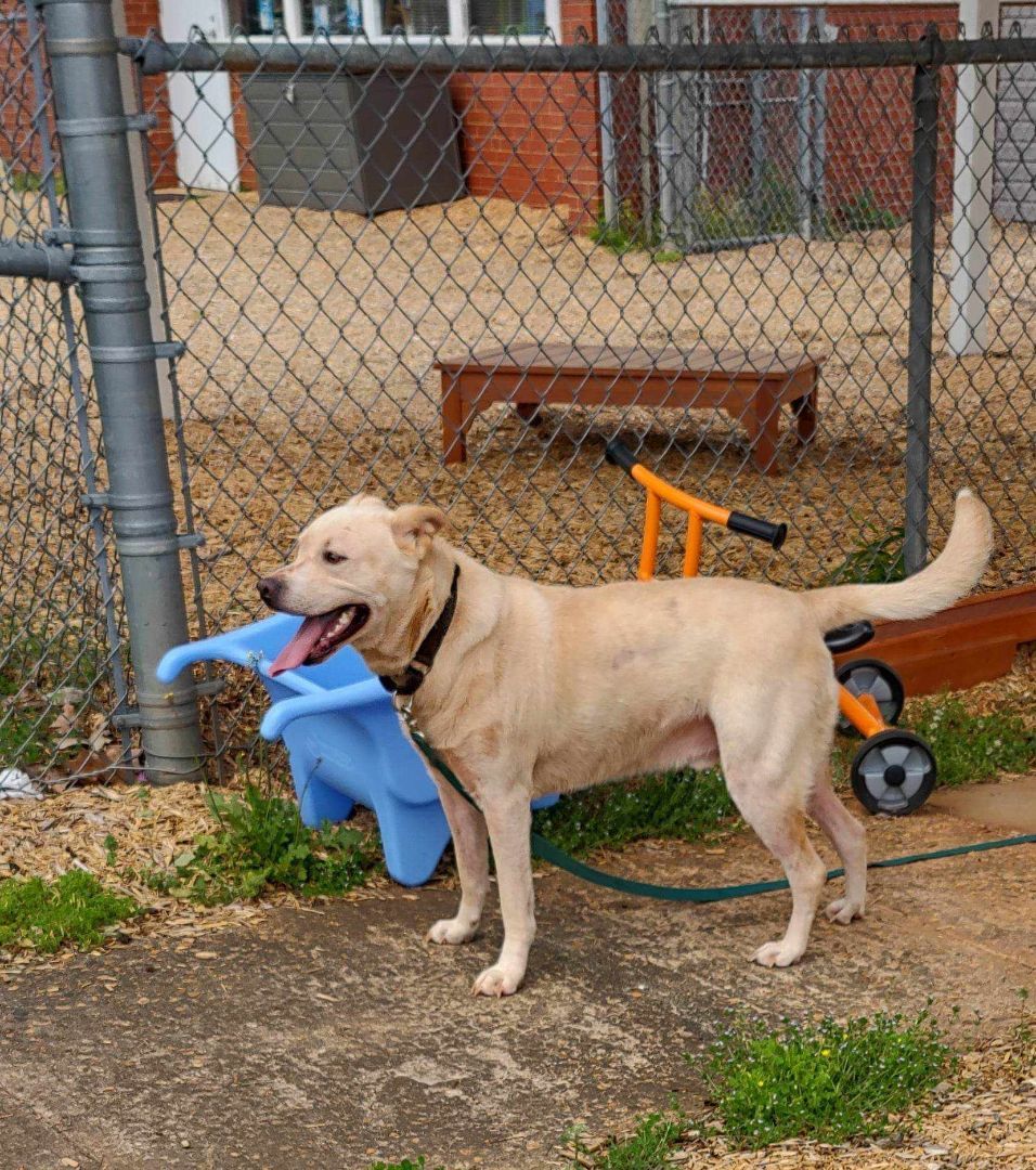 Enlarge Barney, a Adoptable mixed breed in Middletown, NY image 3/6