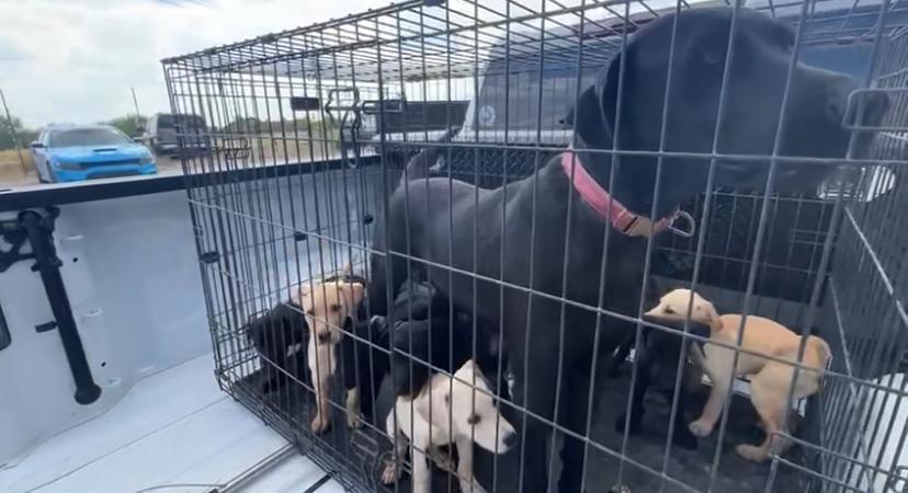 Tardif / Betsy, Adopted, Puppy Female Labrador Retriever.