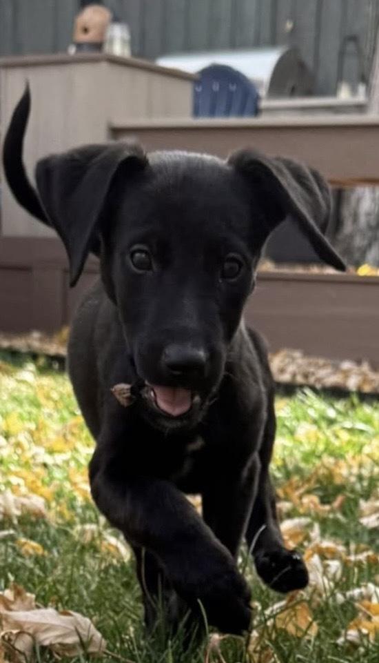 Enlarge Tardif / Betsy, a Adopted mixed breed in Broomfield, CO image 2/6