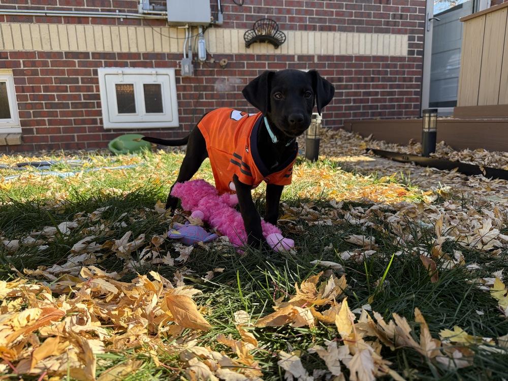 Enlarge Tardif / Betsy, a Adopted mixed breed in Broomfield, CO image 3/6