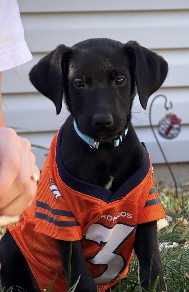 Enlarge Tardif / Betsy, a Adopted mixed breed in Broomfield, CO image 4/6