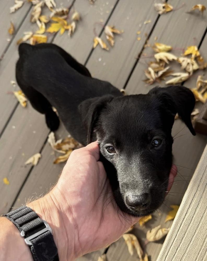 Enlarge Tardif / Betsy, a Adopted mixed breed in Broomfield, CO image 5/6