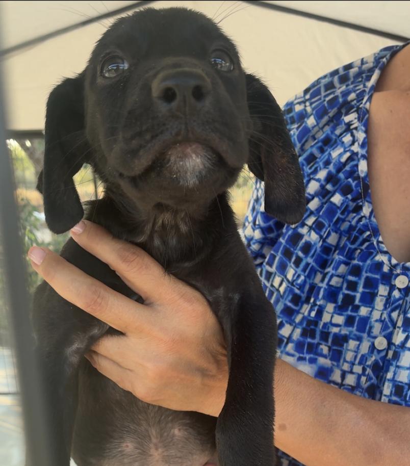 Enlarge Tardif / Betsy, a Adopted mixed breed in Broomfield, CO image 6/6