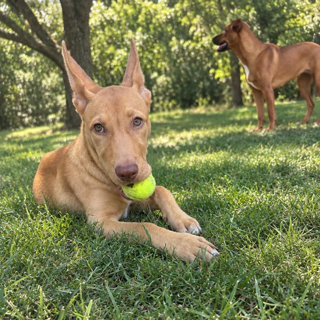 Enlarge Ford, a Adoptable mixed breed in Warren, RI image 6/6