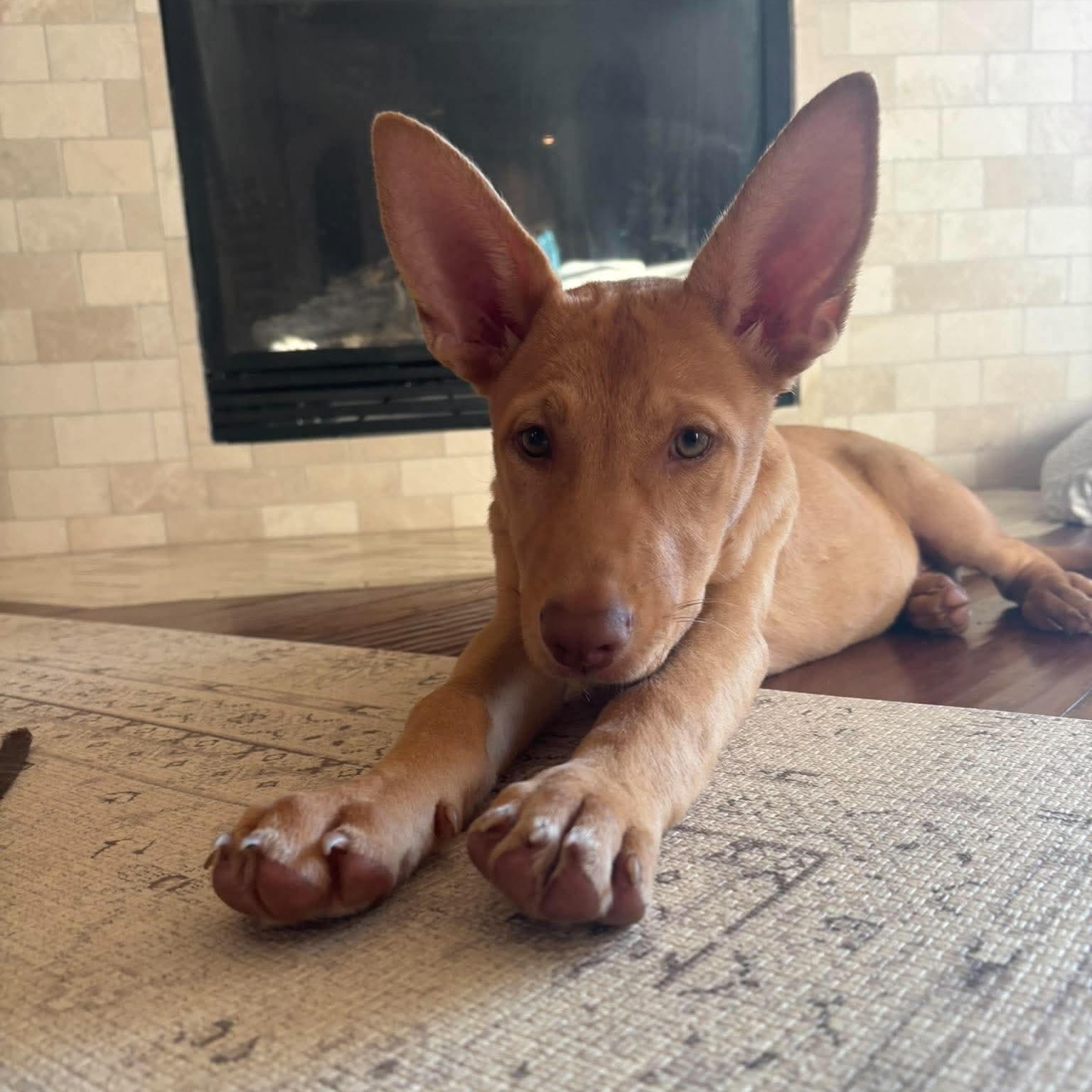 Ford, Adoptable, Puppy Male Cattle Dog & Carolina Dog.