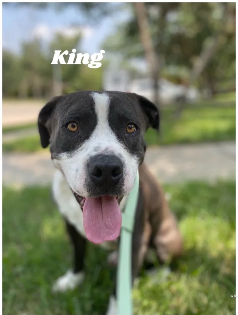 Enlarge King, a Adoptable mixed breed in Canyon, TX image 1/2